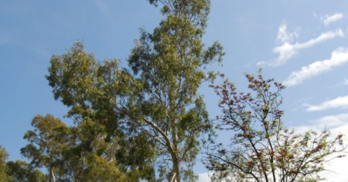 Important news for prosecuting TreeDamaging Activity • Norman Waterhouse