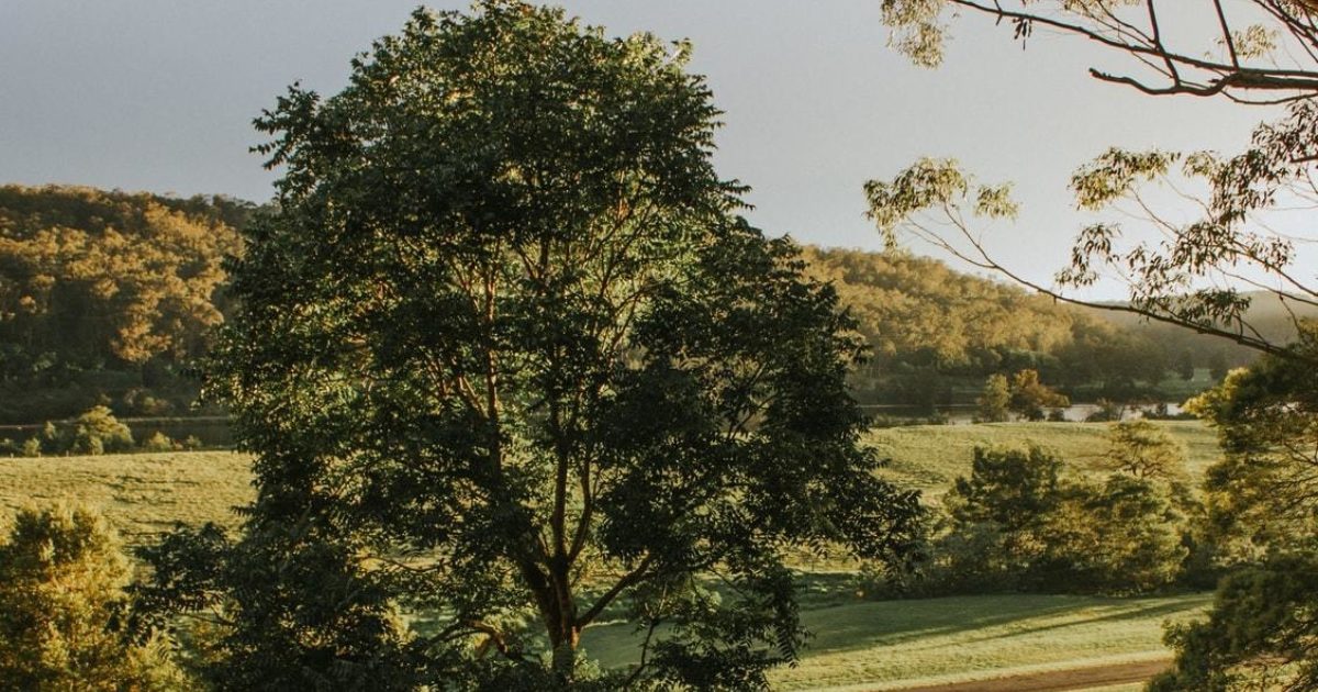 Tree damaging activity criminal prosecution • Norman Waterhouse