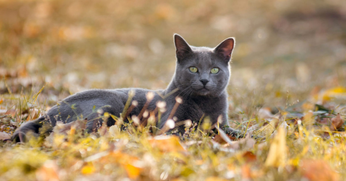 Council powers to seize, detain and destroy a cat pursuant to the Dog